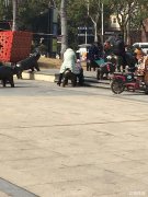 蓝湖郡商业街旺铺转让可空转